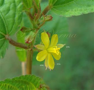  Flower